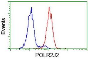 Image no. 2 for anti-Polymerase (RNA) II (DNA Directed) Polypeptide J2 (POLR2J2) antibody (ABIN1500337) (POLR2J2 anticorps)