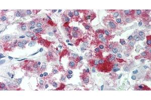 Immunohistochemistry of paraffin-embedded Adrenal tissue using TMEFF2 Polyclonal Antibody at dilution of 1:90 . (TMEFF2 anticorps)