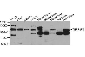 Western blot analysis of extracts of various cell lines, using TNFRSF21 antibody (ABIN5975511) at 1/1000 dilution. (TNFRSF21 anticorps)