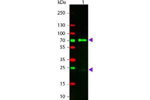 Western Blot of Donkey anti-Chicken IgG Rhodamine Conjugated Antibody. (Âne anti-Poulet IgG (Heavy & Light Chain) Anticorps (TRITC) - Preadsorbed)