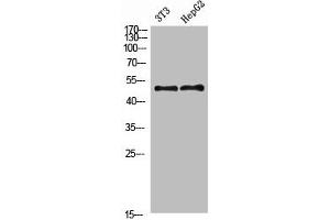 Western Blot analysis of 3T3 HEPG2 cells using Factor IX Polyclonal Antibody diluted at 1:800. (Coagulation Factor IX anticorps  (AA 412-461))
