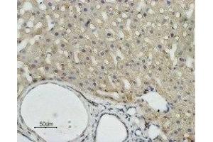 Expression of AQP9 in rat liver - Immunohistochemical staining of rat liver paraffin embedded sections using Anti-Aquaporin 9 Antibody (ABIN7042945 and ABIN7045206) (1:100). (AQP9 anticorps  (Intracellular))