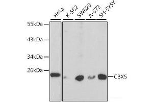 Western blot analysis of extracts of various cell lines using CBX5 Polyclonal Antibody at dilution of 1:1000. (CBX5 anticorps)