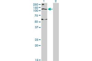 Western Blot analysis of SLC12A4 expression in transfected 293T cell line by SLC12A4 monoclonal antibody (M01), clone 1H6.