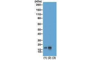 Western blot test of acid extracts of HeLa cells non-treated (1) or treated (2) with Nocodazole, and recombinant Histone H3. (Recombinant Histone 3 anticorps  (pThr3))