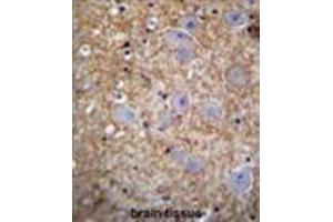 XKR4 Antibody (C-term) immunohistochemistry analysis in formalin fixed and paraffin embedded human brain tissue followed by peroxidase conjugation of the secondary antibody and DAB staining. (XKR4 anticorps  (C-Term))
