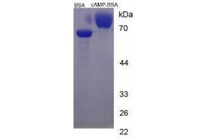 Image no. 1 for Cyclic Adenosine Monophosphate (cAMP) protein (BSA) (ABIN1880146)