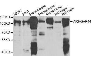 Western blot analysis of extracts of various cell lines, using ARHGAP44 antibody (ABIN4902942) at 1:1000 dilution. (ARHGAP44 anticorps)