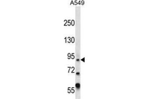 ZFY Antibody (Center) western blot analysis in A549 cell line lysates (35 µg/lane).