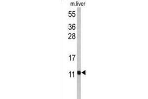 Western Blotting (WB) image for anti-Pterin-4 alpha-Carbinolamine Dehydratase/dimerization Cofactor of Hepatocyte Nuclear Factor 1 alpha (PCBD1) antibody (ABIN2971024) (PCBD1 anticorps)