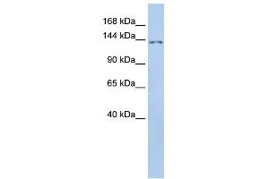 WB Suggested Anti-TMEM132B Antibody Titration:  0. (TMEM132B anticorps  (Middle Region))