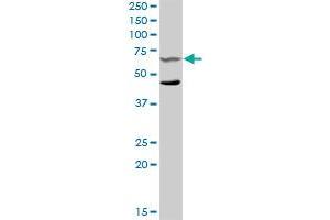 SYK MaxPab rabbit polyclonal antibody.
