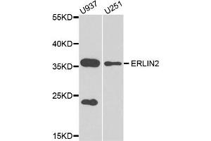 Western blot analysis of extract of U937 and U251 cells, using ERLIN2 antibody. (ERLIN2 anticorps)