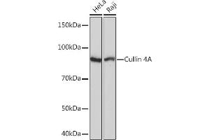 Western blot analysis of extracts of various cell lines, using Cullin 4A Rabbit mAb (ABIN7266545) at 1:1000 dilution. (Cullin 4A anticorps)