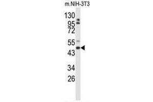 Western blot analysis of GORAB Antibody (N-term) in mouse NIH-3T3 cell line lysates (35µg/lane).