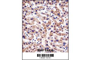 HTATIP2 Antibody immunohistochemistry analysis in formalin fixed and paraffin embedded human liver tissue followed by peroxidase conjugation of the secondary antibody and DAB staining.
