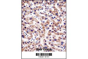 HTATIP2 Antibody immunohistochemistry analysis in formalin fixed and paraffin embedded human liver tissue followed by peroxidase conjugation of the secondary antibody and DAB staining. (HIV-1 Tat Interactive Protein 2, 30kDa (HTATIP2) (AA 45-74), (N-Term) anticorps)