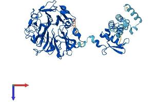 AlphaFold protein structure predicition of Human Recombinant RCBTB2 Protein, UniprotID O95199