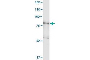 Immunoprecipitation of PDXDC1 transfected lysate using anti-PDXDC1 MaxPab rabbit polyclonal antibody and Protein A Magnetic Bead , and immunoblotted with PDXDC1 purified MaxPab mouse polyclonal antibody (B01P) . (PDXDC1 anticorps  (AA 1-788))