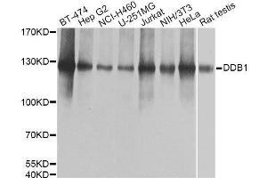 Western blot analysis of extracts of various cell lines, using DDB1 Antibody. (DDB1 anticorps  (C-Term))