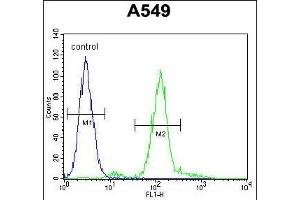 anti-Zinc Finger E-Box Binding Homeobox 1 (ZEB1) (AA 69-97) antibody