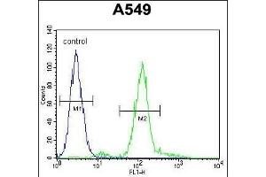 ZEB1 Antibody ( Ascites) ABIN659081 flow cytometric analysis of A549 cells (right histogram) compared to a negative control cell (left histogram).