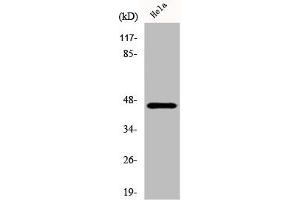 Western Blot analysis of HeLa cells using Cytokeratin 18 Polyclonal Antibody (Cytokeratin 18 anticorps  (C-Term))