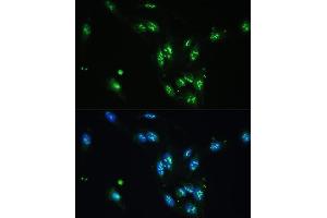 Immunofluorescence analysis of U-2 OS cells using CCDC59 antibody (ABIN7266440) at dilution of 1:100.