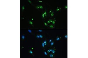 Immunofluorescence analysis of U-2 OS cells using CCDC59 antibody (ABIN7266440) at dilution of 1:100. (CCDC59 anticorps  (AA 1-241))