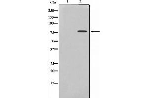 Western blot analysis of Tau phosphorylation expression in COLO205 whole cell lysates,The lane on the left is treated with the antigen-specific peptide. (MAPT anticorps  (pSer235))