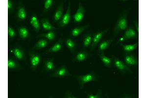 Immunofluorescence analysis of A549 cells using POLR2D antibody. (POLR2D anticorps)