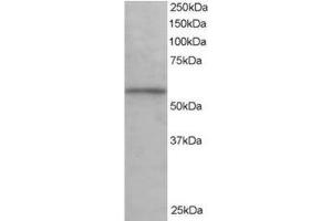Image no. 1 for anti-Karyopherin alpha 3 (Importin alpha 4) (KPNA3) (C-Term) antibody (ABIN374393) (KPNA3 anticorps  (C-Term))