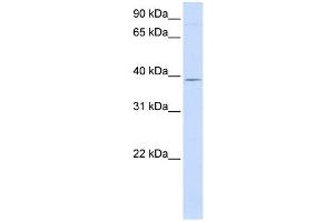GTPBP10 antibody used at 1 ug/ml to detect target protein. (GTPBP10 anticorps)