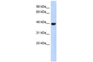 Image no. 1 for anti-Aurora Kinase C (AURKC) (AA 215-264) antibody (ABIN6743752) (Aurora Kinase C anticorps  (AA 215-264))