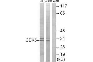 Western blot analysis of extracts from Jurkat cells and HepG2 cells, using CDK5 (Ab-15) antibody. (CDK5 anticorps  (Tyr15))