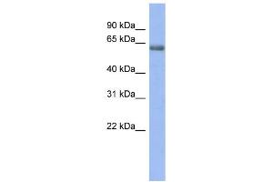 WB Suggested Anti-GABRE Antibody Titration:  0. (GABRE anticorps  (N-Term))