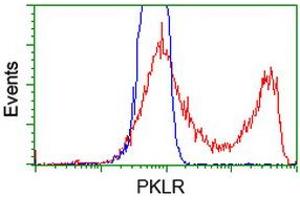 HEK293T cells transfected with either RC206455 overexpress plasmid (Red) or empty vector control plasmid (Blue) were immunostained by anti-PKLR antibody (ABIN2453475), and then analyzed by flow cytometry. (PKLR anticorps)