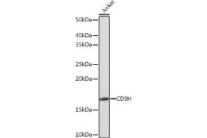 Western blot analysis of extracts of Jurkat cells, using CD3H Rabbit mAb (ABIN7266174) at 1:1000 dilution.