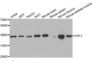 Western blot analysis of extracts of various cell lines, using TWF2 antibody. (TWF2 anticorps)