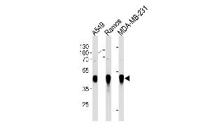 HLA-G Antibody (ABIN1882254 and ABIN2843469) western blot analysis in A549,Ramos,MDA-MB-231 cell line lysates (35 μg/lane). (HLAG anticorps)