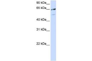 WB Suggested Anti-SFRS11 Antibody Titration: 0. (SRSF11 anticorps  (C-Term))