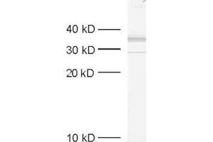 dilution: 1 : 1000, sample: crude synaptosomal fraction of rat brain (P2) (Syntaxin 7 anticorps  (Cytoplasmic Domain))