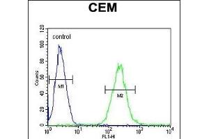 ZN Antibody (Center) (ABIN654509 and ABIN2844236) flow cytometric analysis of CEM cells (right histogram) compared to a negative control cell (left histogram). (ZNF667 anticorps  (AA 303-331))