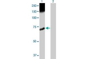 Western Blot analysis of CAMKK2 expression in transfected 293T cell line by CAMKK2 MaxPab polyclonal antibody. (CAMKK2 anticorps  (AA 1-541))