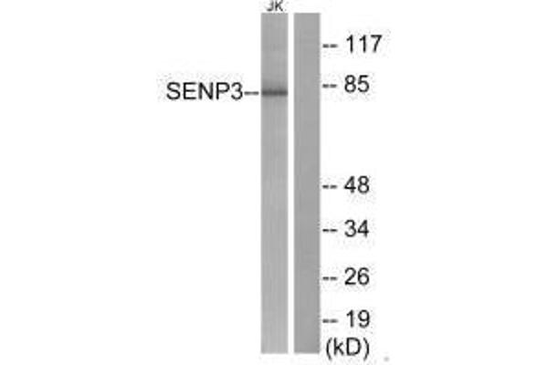 SENP3 anticorps