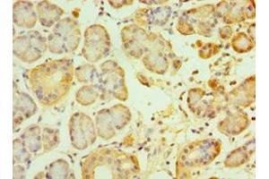 Immunohistochemistry of paraffin-embedded human pancreatic tissue using ABIN7153890 at dilution of 1:100
