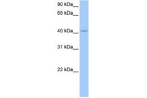 PAIP1 antibody used at 0. (PAIP1 anticorps)