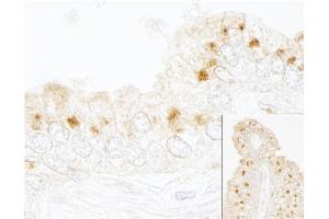 anti-Golgi Brefeldin A Resistant Guanine Nucleotide Exchange Factor 1 (GBF1) (AA 1809-1859) antibody