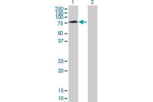 Western Blot analysis of SNX1 expression in transfected 293T cell line by SNX1 MaxPab polyclonal antibody. (Sorting Nexin 1 anticorps  (AA 1-522))