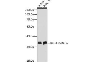 Western blot analysis of extracts of various cell lines, using BCL2L14/BCL2L14/BCLG antibody (ABIN7265865) at 1:1000 dilution. (BCL2L14 anticorps)